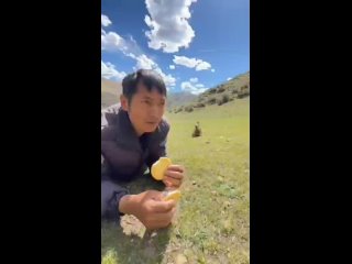 video from telegram