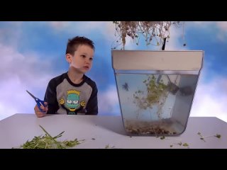 aquafarma  grace up salat v acvarium