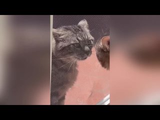 try no  laugh funny kota 2023 funny video jokes