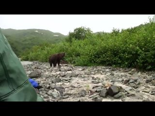 damn nature you scary funny scary animal encounters