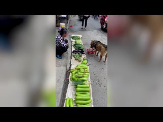 jokes s  -living d slez    mixed kota 2022   prikoli s cots (2)
