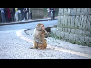 the funniest animals   fun with cats and dogs 2024   la 198