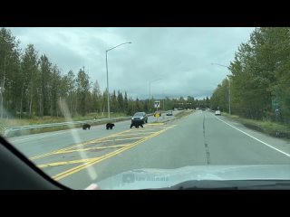 the funniest animals   fun with cats and dogs 2024   la 202