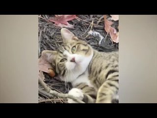 the funniest animals   fun with cats and dogs 2024   la 205