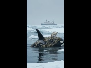 salvation of a lost killer whale covered with shells in the company of a fog in the ice desert