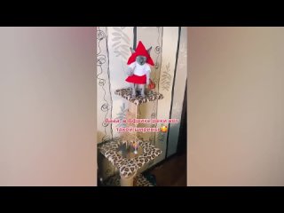 i  rigal folsa jokes s cotam i drugi zhivnaya funny koshki (3)