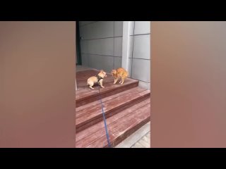 i  rigal folsas jokes s cotam i drugi zhivnaya funny koshki (7)